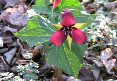 redtrillium