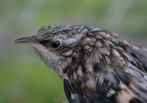 3593234753_bd881621f6 3593234753_bd881621f6