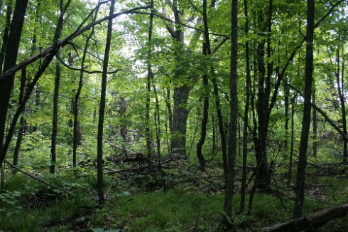 3594045638_5aa48c8428 Deciduous forest in northwest corner of HELA