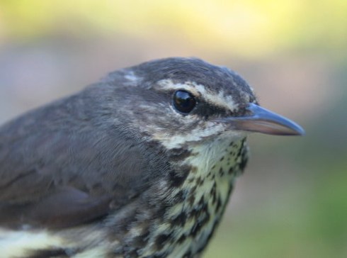 3602403016_b398d6318f