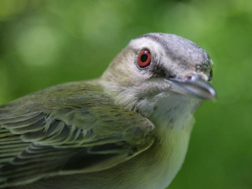 Red-eyed Vireo (S.Leckie)