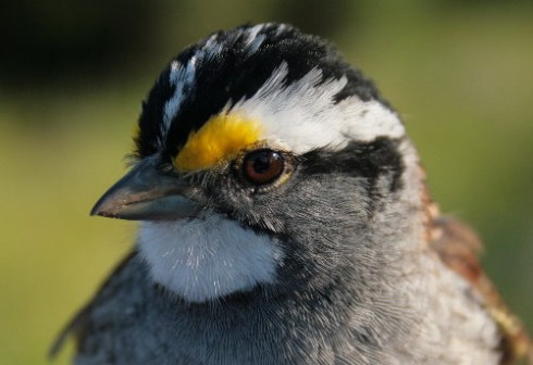 White-throated Sparrow (S.Leckie)