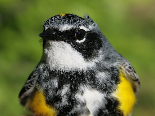 Male Yellow-rumped Warbler