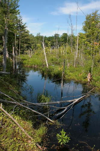 3627390418_31fbc6f6c3