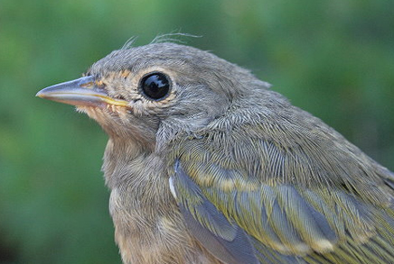 3667996619_61c13dfe7e