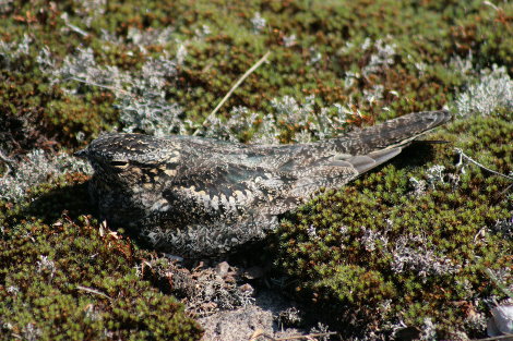 Incubating nighthawk (S.Leckie)