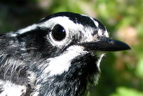 IMG_9548 Black-and-white Warbler