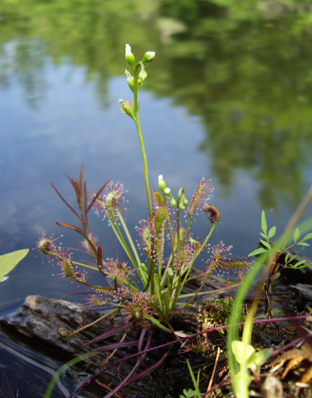 blooming sundew2