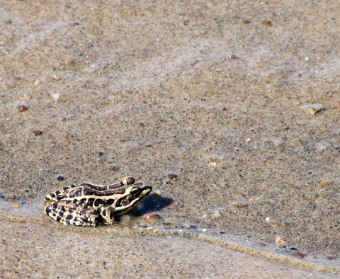 Pickerel Frog