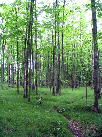Point Count Surveys – Frontenac Bird Studies